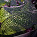 round purple leaf